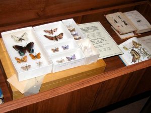 Свободное время писателей. Коллекция бабочек, собранных Набоковым в США