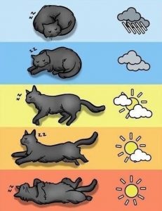 Народные приметы. Определение погоды по положению и позе кошки