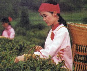 История чая. Китайская плантация