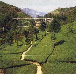 История чая. Плантация в Шри-Ланке