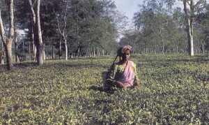 История чая. Плантация Ассам